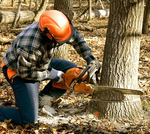 Tree Removal in Ola, AR